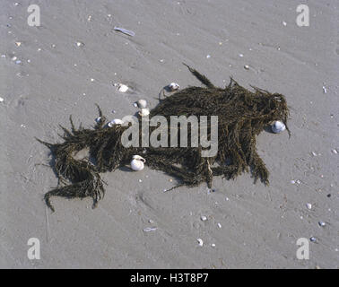 Berry japonais, algues, Sargassum muticum, moules, nature, plage, sable, sable, Veegetation, plantes, plantes de l'eau, algues, algues, algues, berry brown les algues, les plantes marines, de l'habitat, de l'eau Banque D'Images