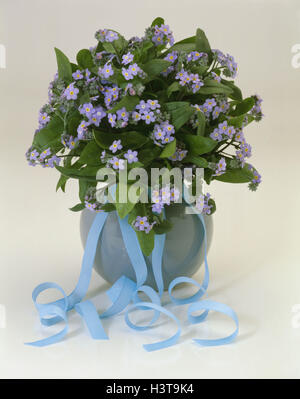 Groupe forget-me-not dans un vase, (Myosotis sylvatica), studio Banque D'Images