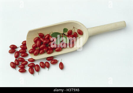 Pelle en bois, baies, Berberitze, Berberis vulgaris, still life, aigre spike plante, infructescence, fruits, rouges, des médicaments, des aliments, d'épices Banque D'Images