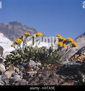 Krainer cross herb, Senecio incanus ssp. carniolicus, la nature, la botanique, la flore, les plantes, fleurs, fleurs des Alpes, flore alpine, les plantes de haute montagne, haute montagne fleurs, herbe du vieil homme, du vieil homme Krainer, herbe du vieil homme blanc herb, Senecio, usine de composites Banque D'Images