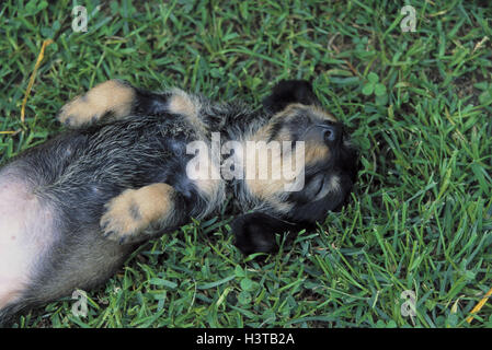 Pré, teckel à poil dur, minet, en position arrière, reste, animal, animal, mammifère, chien, jeune, jeune animal, Teckel, Teckel, Zwerdackel, teckel, race de chien, de la race, en allemand, se coucher, se sentent bien Banque D'Images