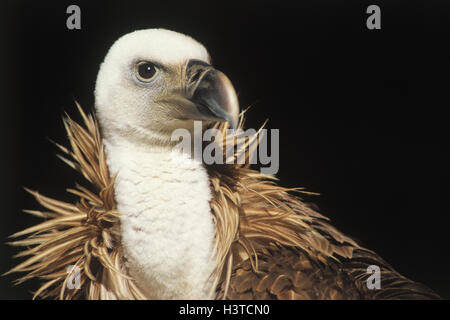 L'oie, Gyps fulvus, portrait, animaux, oiseaux, animaux, oiseaux, animaux sauvages, animal sauvage, ancien monde, vautour Aegypiinae, oiseaux, oiseaux de proie proie, hawk-like, Laridés, vautours, charognards Banque D'Images