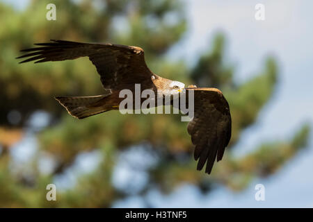 Milan noir Milvus migrans en vol d'oiseaux prédateurs, la chasse sur une journée ensoleillée. Banque D'Images