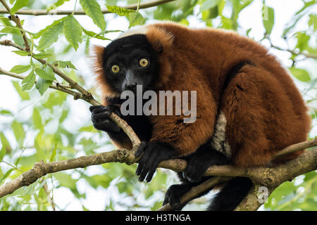 Une gélinotte rouge en captivité Le Varecia rubra (lemur) perchées dans un arbre dans une forêt. Ces primates sont indigènes de la forêt tropicale du Masoal Banque D'Images