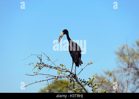 African openbill Anastomus lamelligerus) (perché sur une branche d'acacia sec, North West, Botswana Banque D'Images