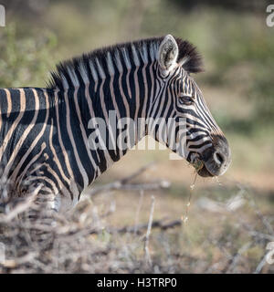 Zèbre des plaines mangent de l'herbe, le zèbre de Burchell (Equus quagga), Timbavati Game Reserve, Afrique du Sud Banque D'Images