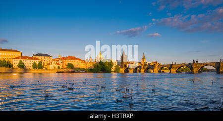 Le Cygne tuberculé (Cygnus olor) sur la Vltava, la vieille ville avec le pont Charles Bridge Tower, brumes matinales, Prague, la bohême Banque D'Images