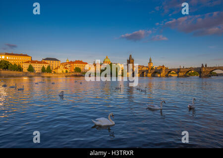 Le Cygne tuberculé (Cygnus olor) sur la Vltava, la vieille ville avec le pont Charles Bridge Tower, brumes matinales, Prague, la bohême Banque D'Images