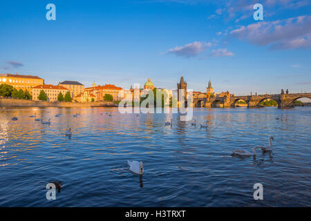 Le Cygne tuberculé (Cygnus olor) sur la Vltava, la vieille ville avec le pont Charles Bridge Tower, brumes matinales, Prague, la bohême Banque D'Images