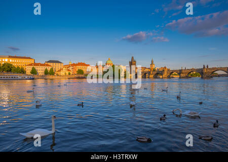 Le Cygne tuberculé (Cygnus olor) sur la Vltava, la vieille ville avec le pont Charles Bridge Tower, brumes matinales, Prague, la bohême Banque D'Images