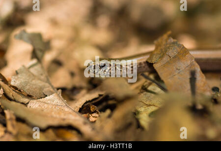 Close-up of male western blindworm (Anguis fragilis) entre le brun des feuilles sur le sol de la forêt, l'île de Usedom Banque D'Images