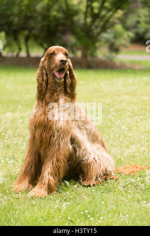 Les cheveux rouges de race Setter Irlandais chien animal canin Banque D'Images