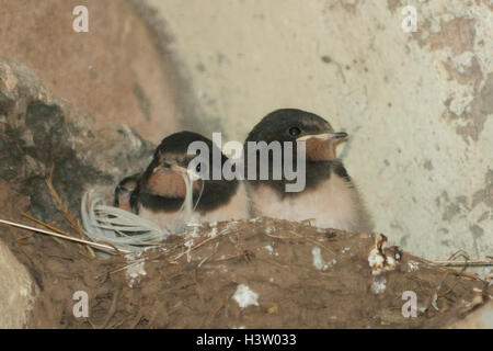 Hirondelle rustique Hirundo rustica, Poussins Banque D'Images