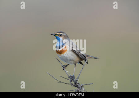 White-spotted ( Gorgebleue Luscinia svecica ) perché au sommet d'un endroit sec argousier, le contrôle de son territoire, l'Europe. Banque D'Images