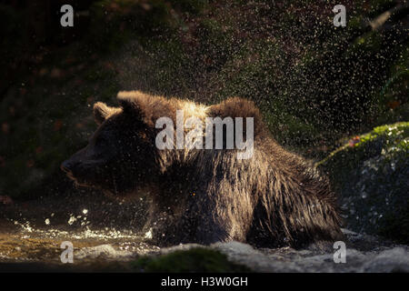 Ours brun européen Europaeischer / Braunbaer ( Ursus arctos ) prendre un bain dans un ruisseau sauvage, l'eau, secouer l'Europe. Banque D'Images