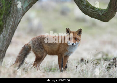 Red Fox / Rotfuchs ( Vulpes vulpes ) en terre ouverte sous un arbre, encadrées par un arbre, observant avec attention, belle couleurs douces. Banque D'Images