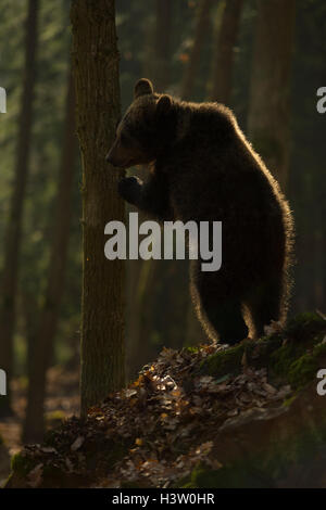 Ours brun européen Europaeischer / Braunbaer ( Ursus arctos ) se cacher derrière un arbre, debout sur ses pattes, contre-jour. Banque D'Images