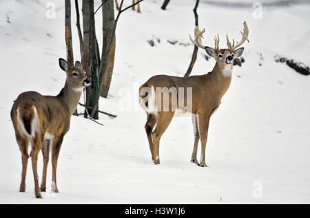 Cerfs DANS LA NEIGE Odocoileus virginianus Banque D'Images