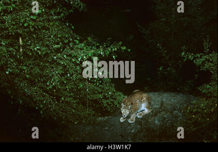 Le lynx eurasien (Lynx lynx) Banque D'Images