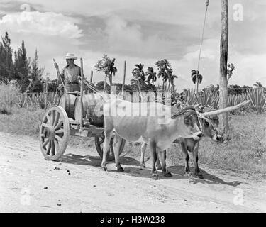 1950 TRAVAILLEUR AVEC ATTELAGE DE BŒUFS tirant de barils de rhum Bacardi CUBA Banque D'Images