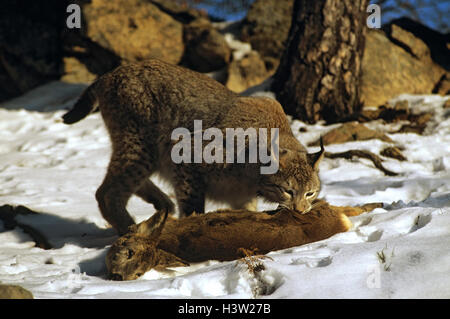 Le lynx eurasien (lynx lynx) Banque D'Images