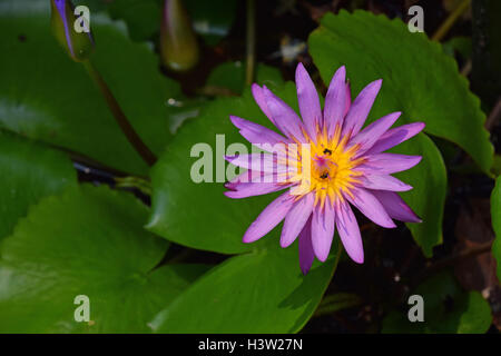 Une fleur pourpre de Nymphaea caerulea (alias fleur de lotus bleu de l'eau égyptienne ou lily) avec de nouveaux jeunes bourgeons et insectes à l'intérieur de Banque D'Images