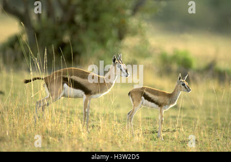 La gazelle de Thomson (Eudorcas thomsonii) Banque D'Images