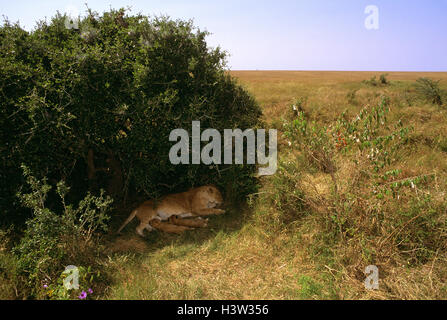 L'african lion (Panthera leo) Banque D'Images