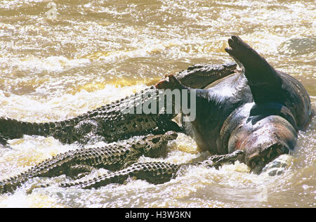 Le crocodile du Nil (Crocodylus niloticus) Banque D'Images