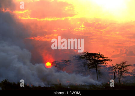 Le feu allumé par les Massaïs pour promouvoir la croissance de l'herbe pour leur bétail. Banque D'Images