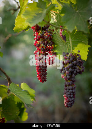 Tas de courants accroché sur vigne prêts à prendre. Banque D'Images