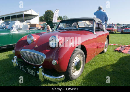 Austin Healey sprite frogeye œil frogeyed grenouille Banque D'Images