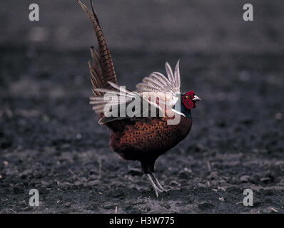 Faisan de Colchide Phasianus colchicus, chasse, peu d'hommes, les oiseaux de la cour, d'oiseaux, animaux sauvages, animal sauvage, gallinacés, Galliformes, de faisans, Phasianinae, faisan, faisan, faisan noble, Manly, faisan touchez, parade nuptiale, annoncer, aperçu, o Banque D'Images