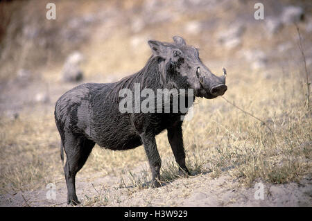 Le Botswana, cochon, papille Phacochoerus aethiopicus, Afrique, mammifères marins, mammifères, animaux sauvages, animal sauvage, animal à sabots fendus, des artiodactyles, cochon, suidés Banque D'Images