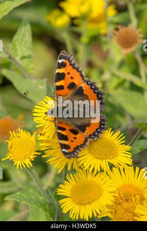 Les petites écailles de papillon, Aglais urticae Banque D'Images