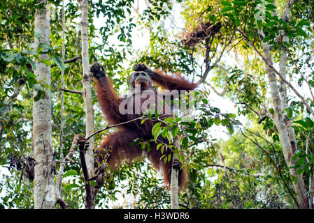 Orang Utan dans un arbre, Parc national de Tanjung Puting, Kalimantan, Indonésie Banque D'Images