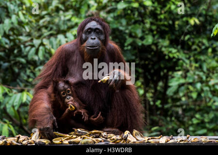 Orang Utan femme avec son bébé, Tanjung Puting National Park, Kalimantan, Indonésie Banque D'Images