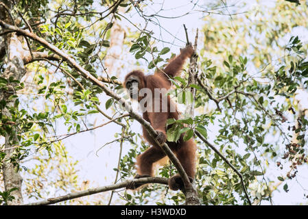 Orangutan dans un arbre, Parc national de Tanjung Puting, Kalimantan, Indonésie Banque D'Images