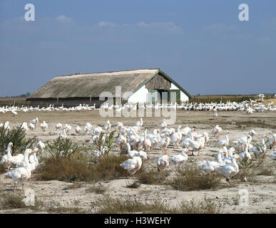 La Hongrie, la Puszta d'Hortobagy, goose's Farm, réserve naturelle, d'Hortobagy, Puzta, l'économie, l'élevage de volailles reproductrices, oies, bernaches, maison de l'oie, mât, terre ouverte position, garder les animaux, élevage, bâtiment stable Banque D'Images