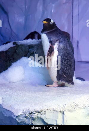 Gentoo pingouin, long-tailed Gentoo pingouin pingouin est une espèce du genre Pygoscelis. En date du 21e siècle Banque D'Images