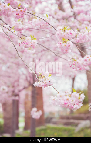 Image de Cherry Tree branches. Profondeur de champ. Banque D'Images