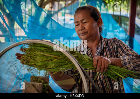 La récolte de riz vert commence en milieu rural, la Thaïlande Nakhon Nayok. PHOTO PAR LEE CRAKER Banque D'Images