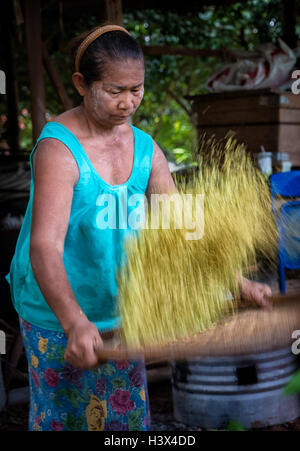 La récolte de riz vert commence en milieu rural, la Thaïlande Nakhon Nayok. PHOTO PAR LEE CRAKER Banque D'Images