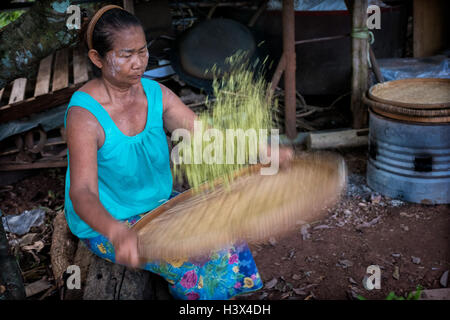 La récolte de riz vert commence en milieu rural, la Thaïlande Nakhon Nayok. PHOTO PAR LEE CRAKER Banque D'Images