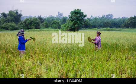 La récolte de riz vert commence en milieu rural, la Thaïlande Nakhon Nayok. PHOTO PAR LEE CRAKER Banque D'Images