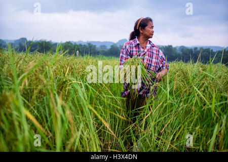 La récolte de riz vert commence en milieu rural, la Thaïlande Nakhon Nayok. PHOTO PAR LEE CRAKER Banque D'Images