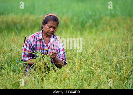 La récolte de riz vert commence en milieu rural, la Thaïlande Nakhon Nayok. PHOTO PAR LEE CRAKER Banque D'Images