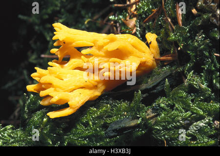 Les Largents largentii Ramaria, sol forestier, la nature, la botanique, la végétation, les champignons, les champignons, les champignons, les champignons, les jeunes mangeable Banque D'Images