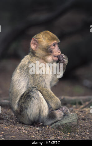 Le singe, le magot, Macaca sylvana, jeune animal animal park, zoo, animal, singe, singe du berbère, Makakenaffe, Makak, Makaken, Macaca, captivité, s'asseoir, Banque D'Images