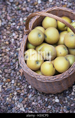 Malus branche . English les pommes dans un panier Banque D'Images